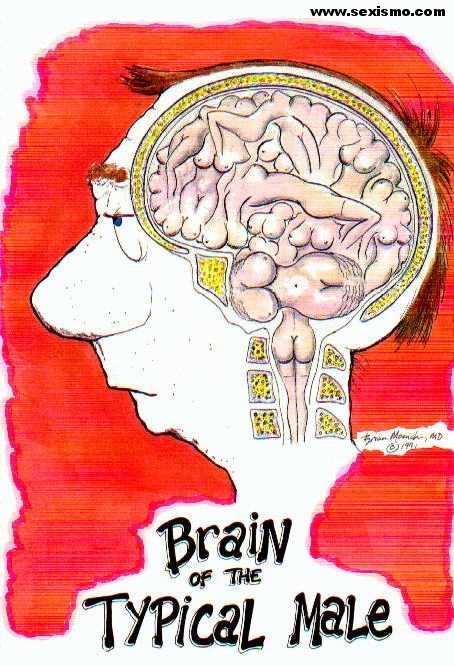 Ilustración humorística: corte anatómico de una cabeza masculina sobre fondo rojo, titulado «Brain of the typical male».